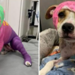 After a Year of Recovery, Riona, Who Endured a Cruel Fire, Finds Her Way to a New Home