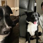 Heroic Dog Rescues Teen from Stroke by Waking Sleeping Family at Midnight