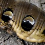 A woman finds a weird snake-like creature – wait until you find out what it actually is!