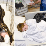 Good Dog Won’t Let Boy Go to Hospital Alone