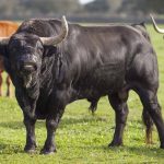 I recently invested $6,500 in purchasing this registered Black Angus bull.