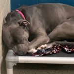 Dog loses hope and “cries endlessly” after 260 days in the shelter, eagerly awaiting a perfect new home.