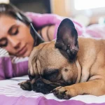 Research Indicates Women Sleep Better Next to Dogs Than Men