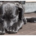 Dogs can tell when someone is bad, and science shows it’s true.