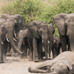 Elephants mourn the loss of a baby in a sad march, much like humans at a funeral.